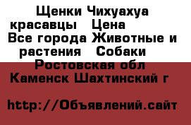Щенки Чихуахуа красавцы › Цена ­ 9 000 - Все города Животные и растения » Собаки   . Ростовская обл.,Каменск-Шахтинский г.